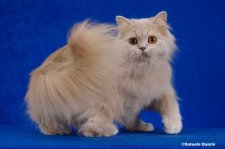 ブリティッシュロングヘア【・女の子・2022年1月20日・フォーントーティー】「2023/3/5撮影」