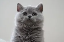 セルカークレックス【滋賀県・女の子・2022年2月22日・ブルー】の写真3「5/1撮影」