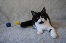 ブリティッシュショートヘア【滋賀県・女の子・2020年4月13日・ブラック&ホワイト】の写真3「9/5撮影」