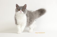 セルカークレックス【・女の子・2022年1月3日・ブルー&ホワイト】