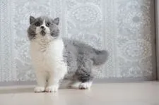 セルカークレックス【滋賀県・男の子・2021年11月29日・ブルー&ホワイト】の写真3「2/25撮影」