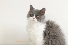 セルカークレックス【・女の子・2022年1月3日・ブルー&ホワイト】