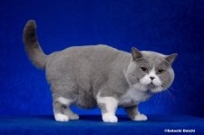 ブリティッシュショートヘア【・男の子・2020年4月17日・ブルー&ホワイト】