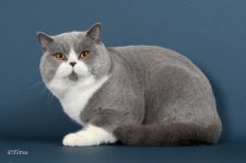 ブリティッシュショートヘア【・男の子・2020年4月17日・ブルー&ホワイト】