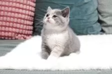 セルカークレックス【滋賀県・女の子・2025年7月7日・ブルートーティー&ホワイト】の写真13