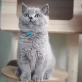 ブリティッシュショートヘア【滋賀県・男の子・2025年8月9日・ブルー】の写真9