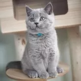 ブリティッシュショートヘア【滋賀県・男の子・2025年8月9日・ブルー】の写真12