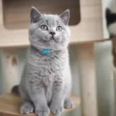 ブリティッシュショートヘア【滋賀県・男の子・2025年8月9日・ブルー】の写真11