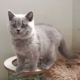 ブリティッシュショートヘア【滋賀県・男の子・2025年8月9日・ブルー】の写真8