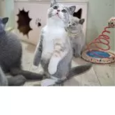 セルカークレックス【滋賀県・女の子・2025年7月7日・ブルートーティー&ホワイト】の写真4