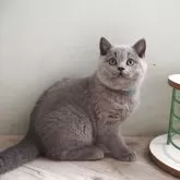 ブリティッシュショートヘア【滋賀県・男の子・2025年8月9日・ブルー】の写真6