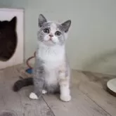 セルカークレックス【滋賀県・女の子・2025年7月7日・ブルートーティー&ホワイト】の写真2