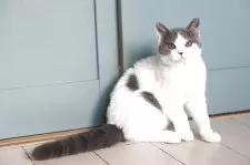 セルカークレックス【滋賀県・男の子・2025年3月2日・ブルー&ホワイト】の写真4