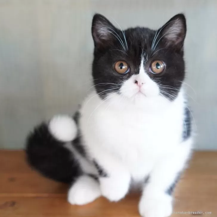 ID：2511-01266の子猫