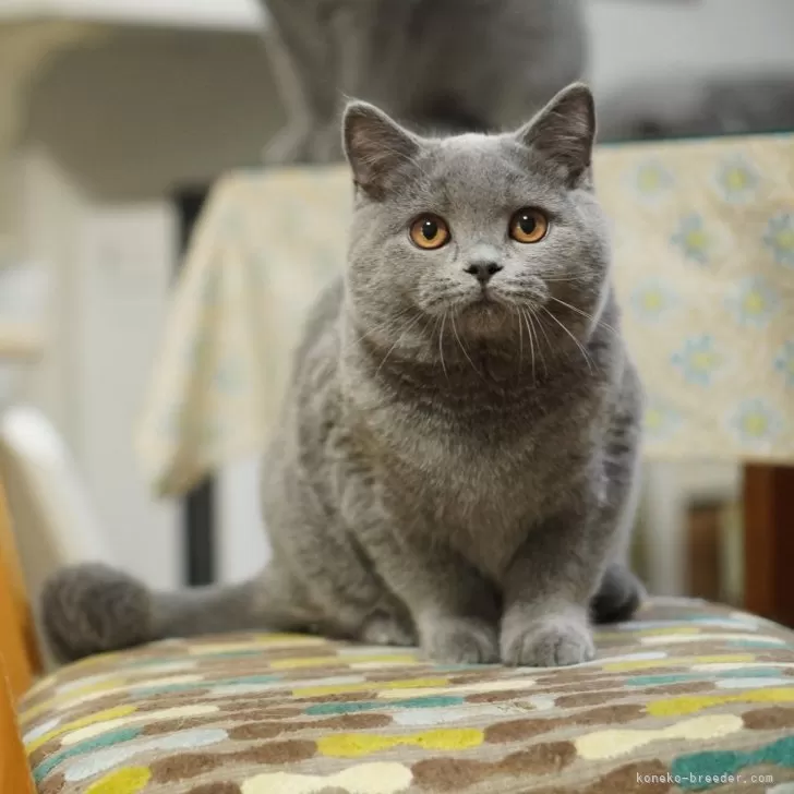 ID：2410-01663の子猫