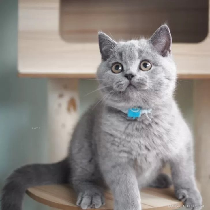 ブリティッシュショートヘア【滋賀県・男の子・2025年8月9日・ブルー】の写真1