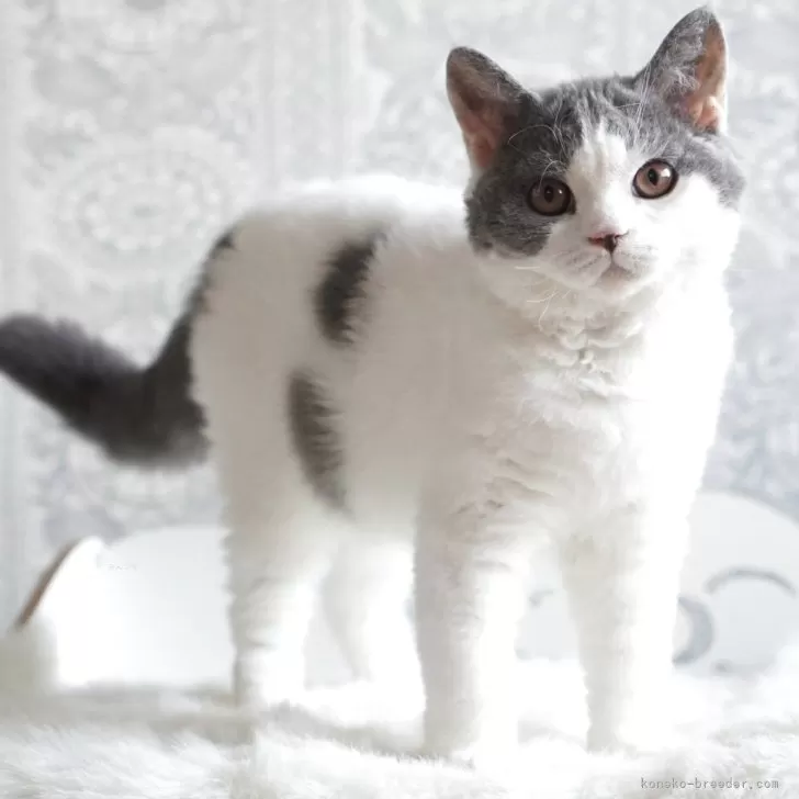 ID：2505-01203の子猫