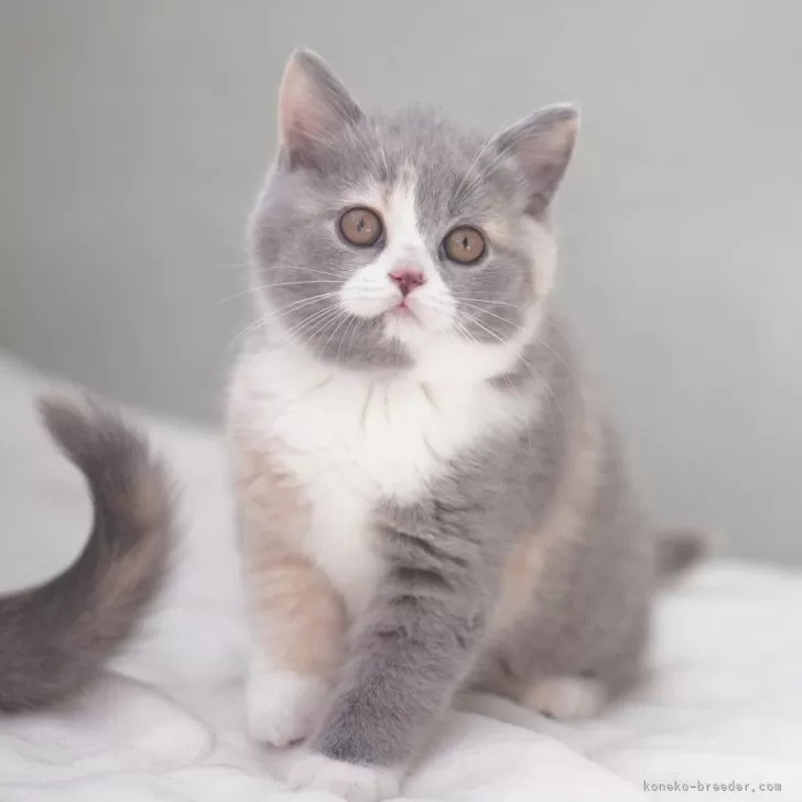 ID：2501-01924の子猫