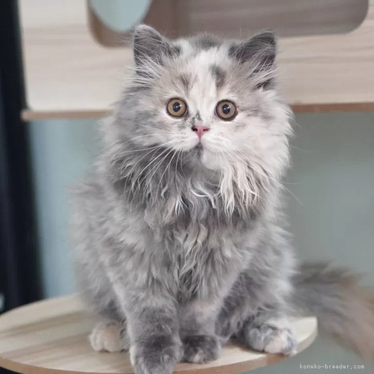 TA 様のお迎えした子猫