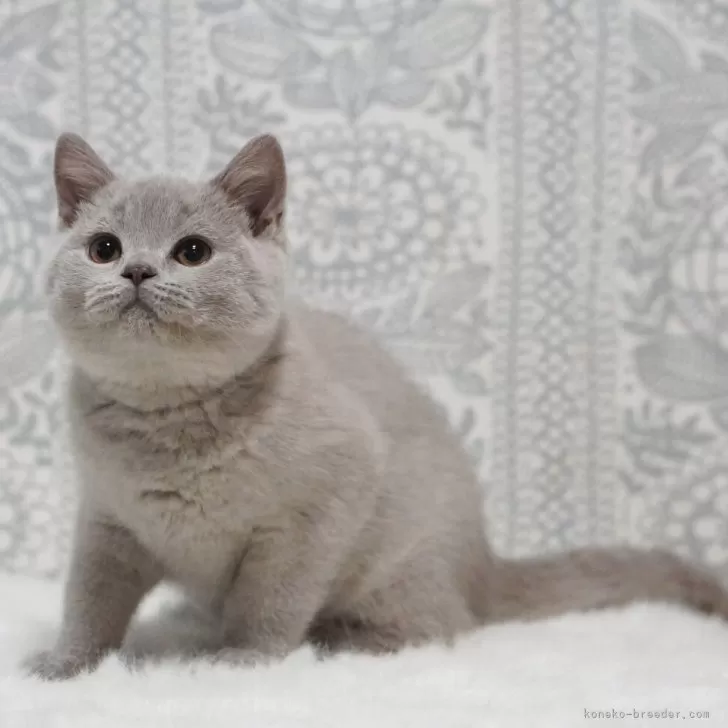 ブリティッシュショートヘア【滋賀県・男の子・2025年8月13日・ライラック】の写真1