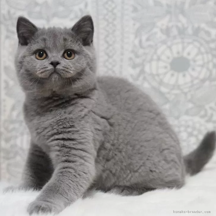 ID：2510-00273の子猫