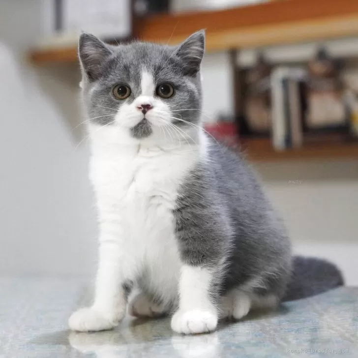 ID：2510-01037の子猫