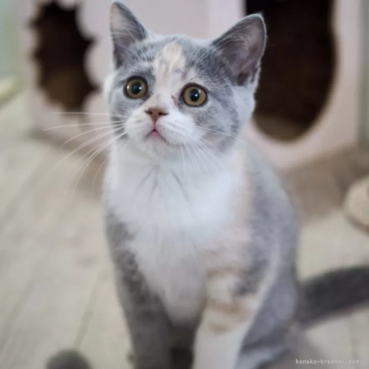 セルカークレックス【滋賀県・女の子・2025年7月7日・ブルートーティー&ホワイト】の写真1