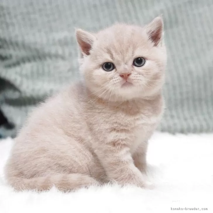 ID：2509-00638の子猫