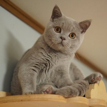 ブリティッシュショートヘア【滋賀県・男の子・2024年8月16日・ライラック】の写真「甘えん坊の男の子♡」