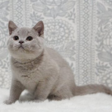 ブリティッシュショートヘア【滋賀県・男の子・2025年8月13日・ライラック】の写真「コートが自慢の男の子♡」