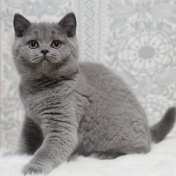 ブリティッシュショートヘア【滋賀県・男の子・2025年8月9日・ブルー】の写真「まん丸♡ブリティッシュブルーの男の子🩵」