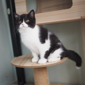 ブリティッシュショートヘア【滋賀県・女の子・2025年8月9日・ブラック&ホワイト】の写真「とっても美しいな女の子♡」