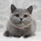 ブリティッシュショートヘア