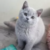 ブリティッシュショートヘア