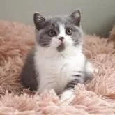 セルカークレックス