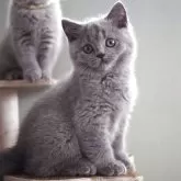 ブリティッシュショートヘア