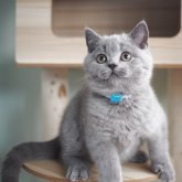 ブリティッシュショートヘア