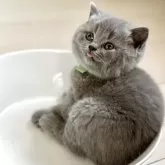 ブリティッシュショートヘア