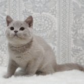 ブリティッシュショートヘア