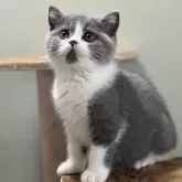 セルカークレックス