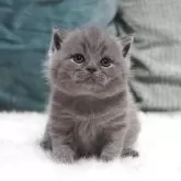 ブリティッシュショートヘア