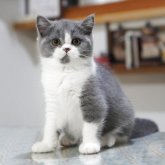 セルカークレックス