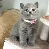 ブリティッシュショートヘア