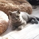 ブリティッシュショートヘア【滋賀県・男の子・2025年8月9日・ブルー】の写真2