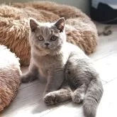 ブリティッシュショートヘア【滋賀県・男の子・2025年8月9日・ブルー】の写真3