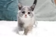 セルカークレックス【滋賀県・女の子・2025年7月7日・ブルートーティー&ホワイト】の写真6