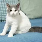 セルカークレックス【滋賀県・男の子・2025年3月2日・ブルー&ホワイト】の写真8