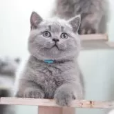 ブリティッシュショートヘア【滋賀県・男の子・2025年8月9日・ブルー】の写真15