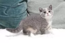 セルカークレックス【滋賀県・女の子・2025年7月7日・ブルートーティー&ホワイト】の写真10