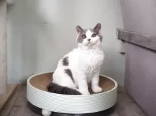 セルカークレックス【滋賀県・男の子・2025年3月2日・ブルー&ホワイト】の写真12